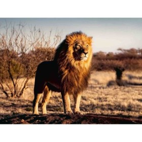 Puzzle leu regele animalelor 1500 piese